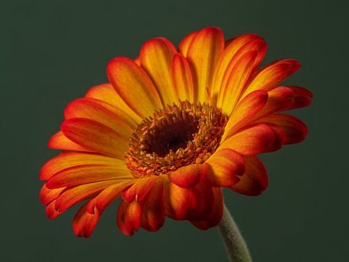 Warme Farben: Die sonnige Gerbera von Marjolijn van den Berg