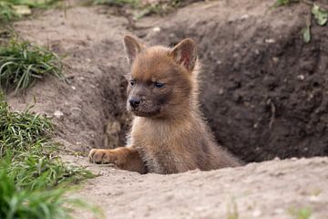 baby dhole