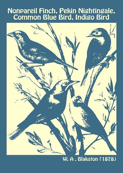 Nonpareilfink, Pekin-Nachtigall, Gewöhnlicher Blaulatzvogel, Indigovogel von Ornimosa art