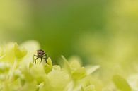 Fly by Moetwil en van Dijk - Fotografie thumbnail