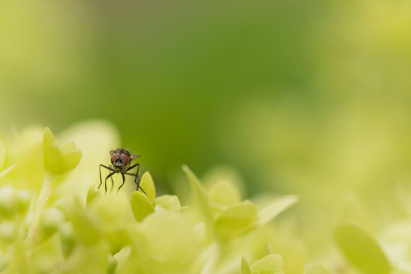Fly by Moetwil en van Dijk - Fotografie