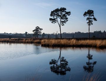 Spiegeling van Monica Zimmermans