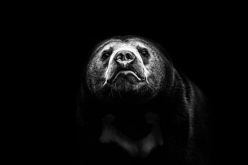 Malaienbär Schwarz/Weiß