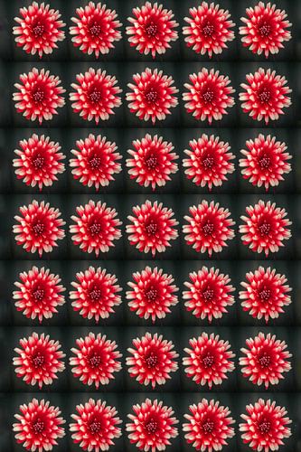 Dahlia's rood wit  7 bij 5