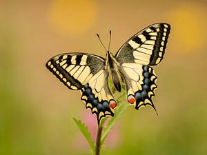 Papillon reine