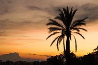 Palmboom tijdens een zonsondergang