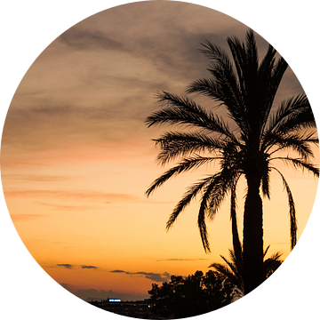 Palmboom tijdens een zonsondergang van Joost Prins Photograhy