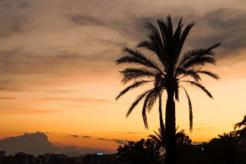 Palmboom tijdens een zonsondergang