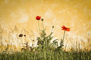 Papaver tegen gele muur.