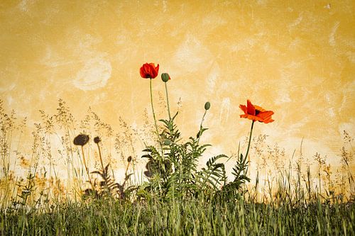 Papaver tegen gele muur.