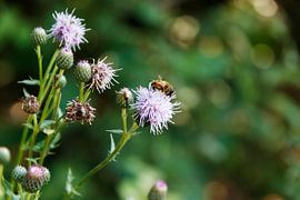 Busy Bee by Luna Verbrugghe