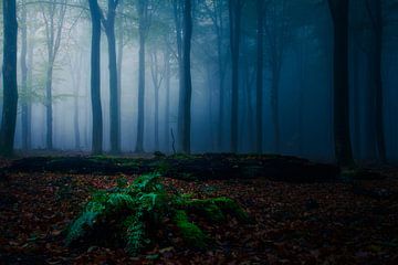 Mist in het Speulderbos van Dominik Majewski