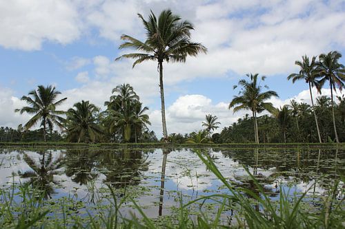 Indonesië: Rijstvelden