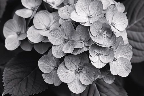 Hydrangea in Zwart-Wit