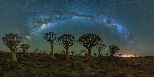 Quiver tree forest under the Milky Way