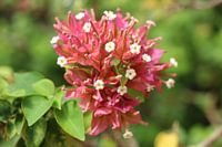 A daphne