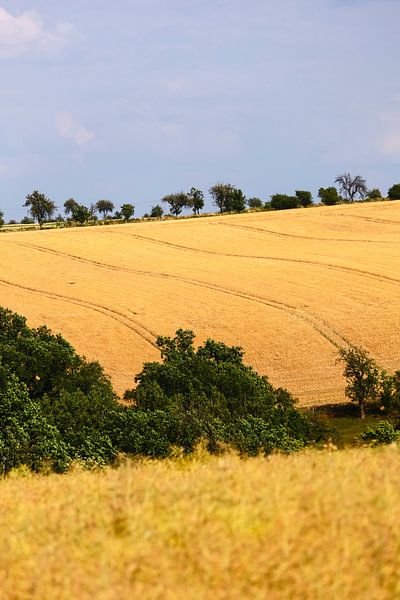 Landscape in summer by Thomas Jäger