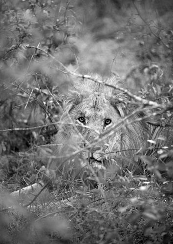 Majesté cachée sur Shot by Clint