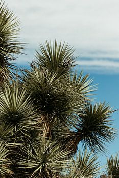 Parc national de Joshua Tree USA