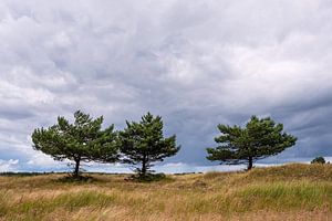 Bäume in den Dünen auf dem Fischland-Darß