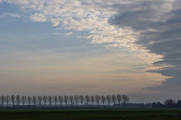 Bomen in de polder van Paul Veen