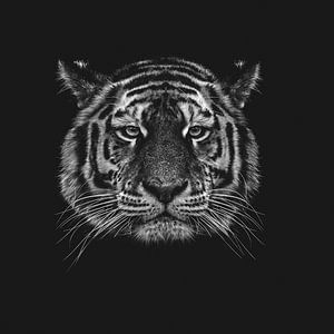 Tiger by Aron Nijs