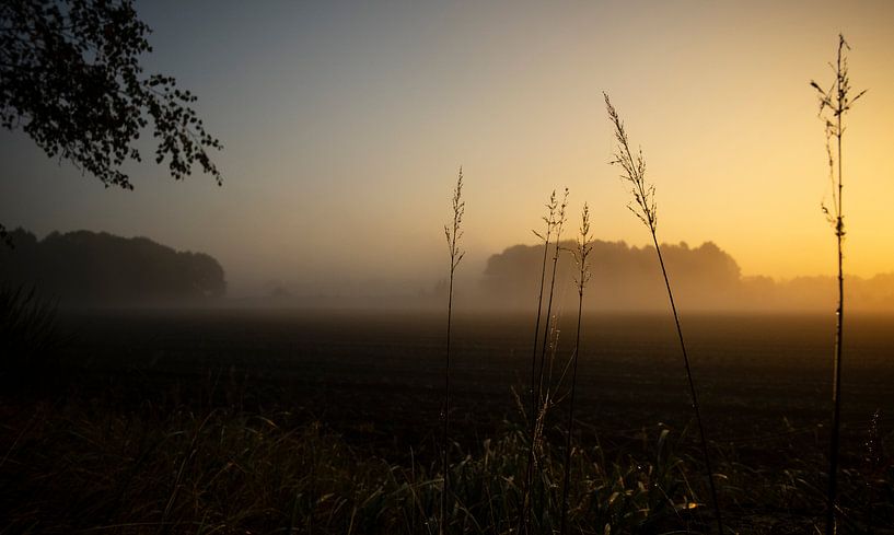 sunrise forest by Karin van Bylevelt