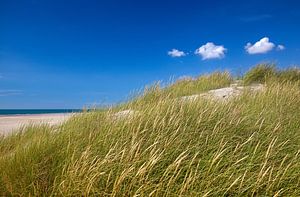 Dune