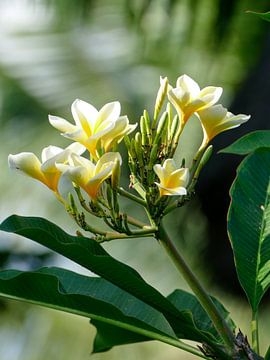De Frangipani bloem von Petra Brouwer