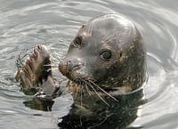 Harbor seal