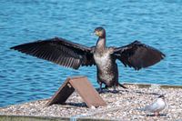 Aufwärmen am Morgen