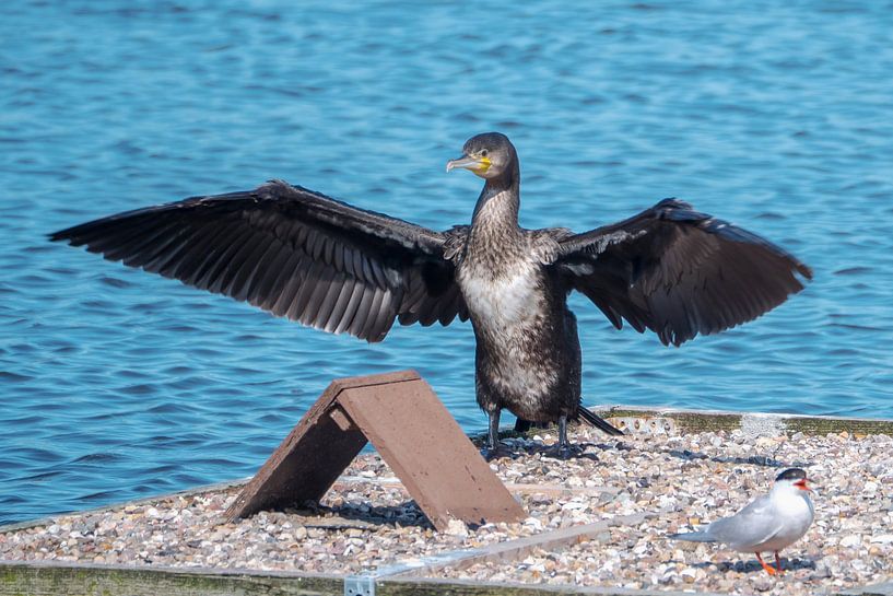 Échauffement le matin par Dieter König