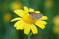 Papillon sur une fleur jaune