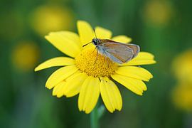 Butterfly on flower by Patrick Ven