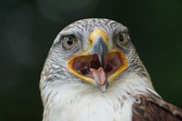 Roofvogel