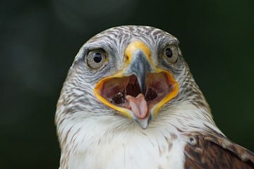 Roofvogel van G.m. Seuren