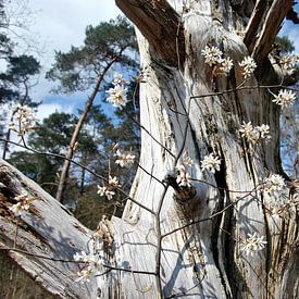 Blüte im alten Baum von M de Vos