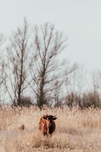 Rode Geus. Wilde koe. Fine art fotografie. Wanddecoratie. Aardetinten
