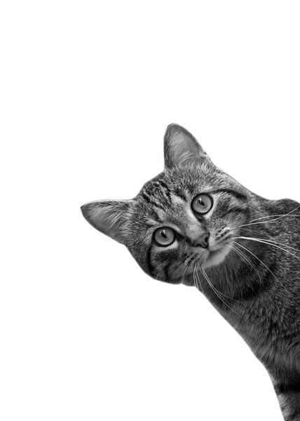 Cute Cat by Vicky Hanggara