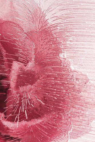 Abstract in pink: The lines show the way by Marjolijn van den Berg