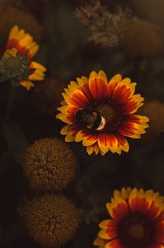 The bee and the flower by Imagination by Mieke