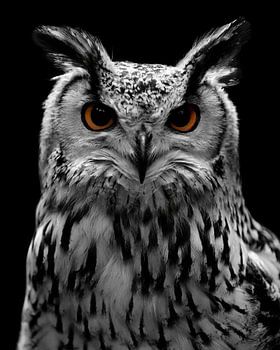 Uil met zwarte achtergrond en met doordringende ogen