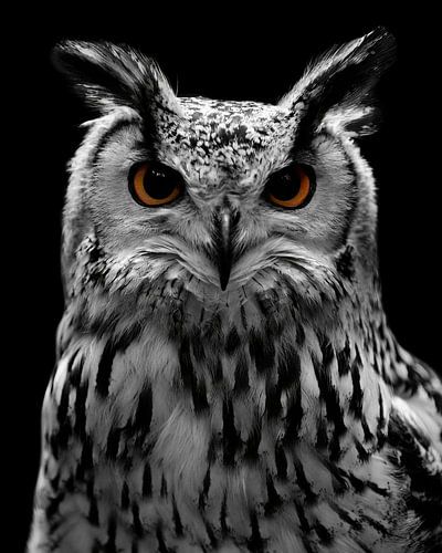 Uil met zwarte achtergrond en met doordringende ogen