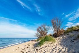 Trees on the west beach on Fischland-Darß by Rico Ködder