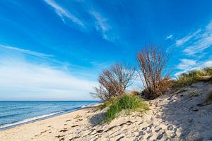 Bäume am Weststrand auf dem Fischland-Darß