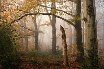 De Veluwe, het bos in de mist in de oranje herfst van Esther Wagensveld