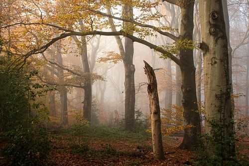 Die Veluwe, der Wald im Nebel im orangefarbenen Herbst