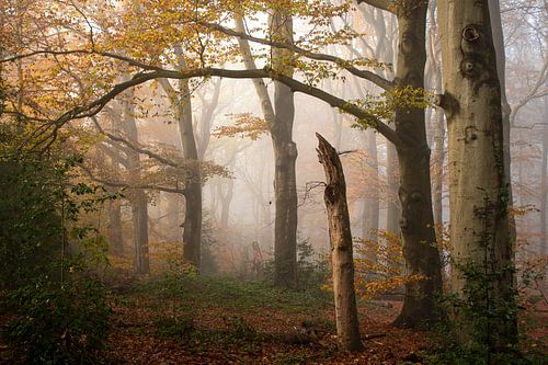 De Veluwe, het bos in de mist in de oranje herfst