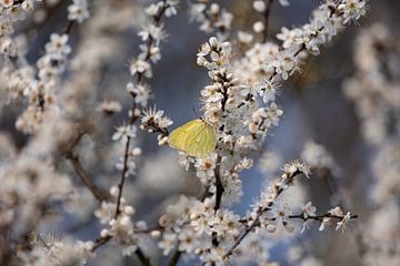 Weiße Blüte mit zitronengelbem Schmetterling.