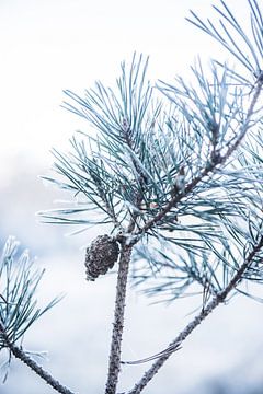 Winter details in the White Bog 1 | Pine cone on branch by Ratna Bosch